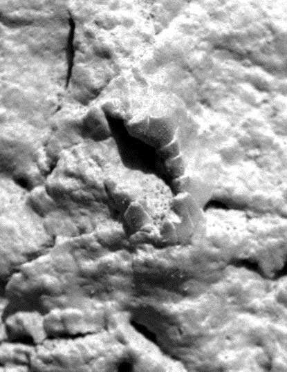 Mars Fossiel - Worm